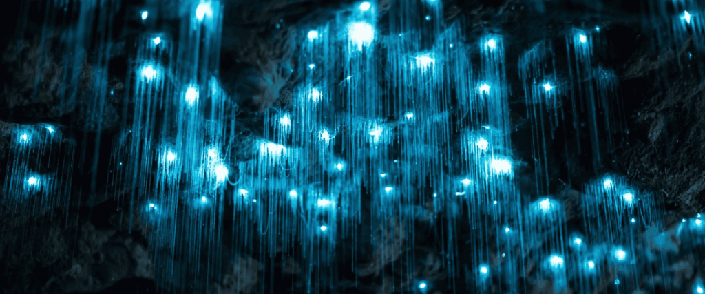 Glow Worm in cave