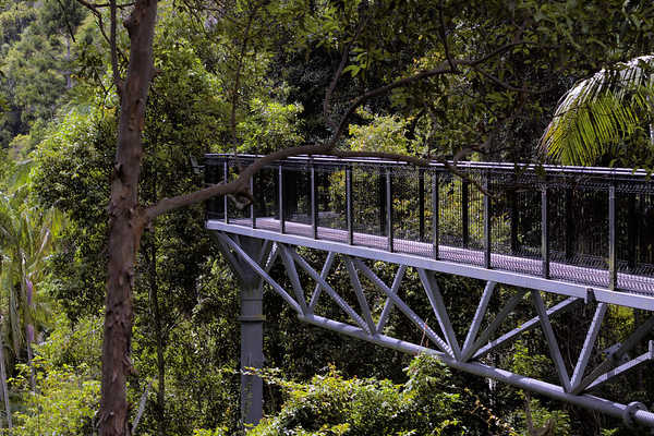 Tamborine Rainforest Skywalk, QLD