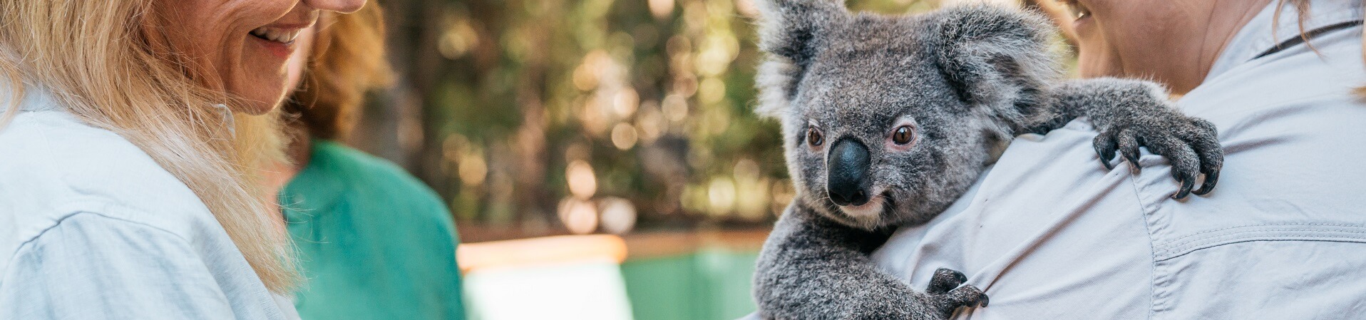 Can you hold koalas at Currumbin Wildlife Sanctuary?