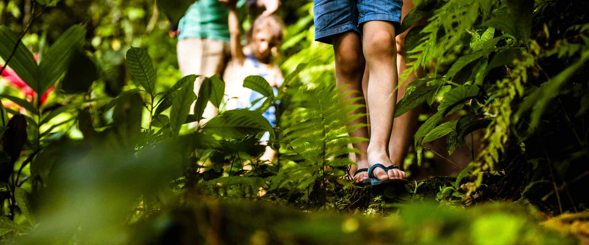Family walking through Tamborine Mountain