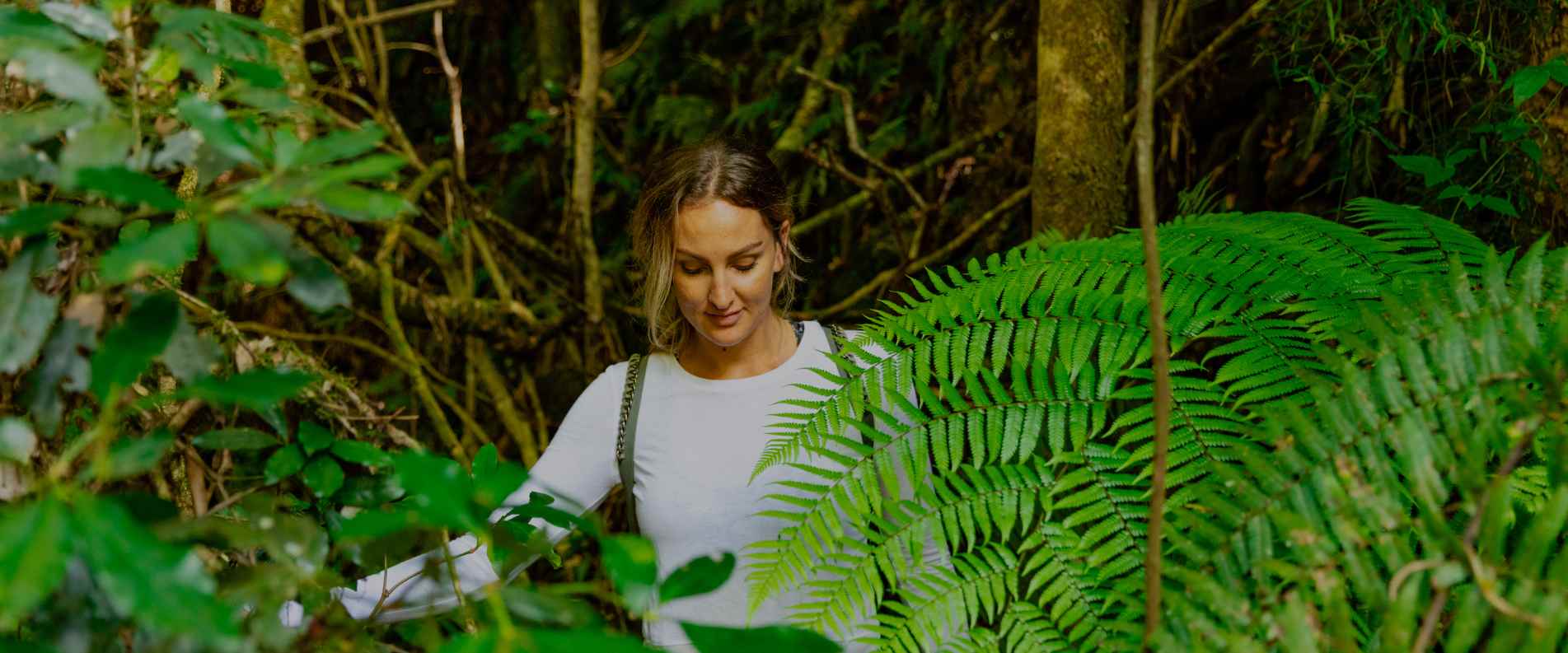 Springbrook National Park