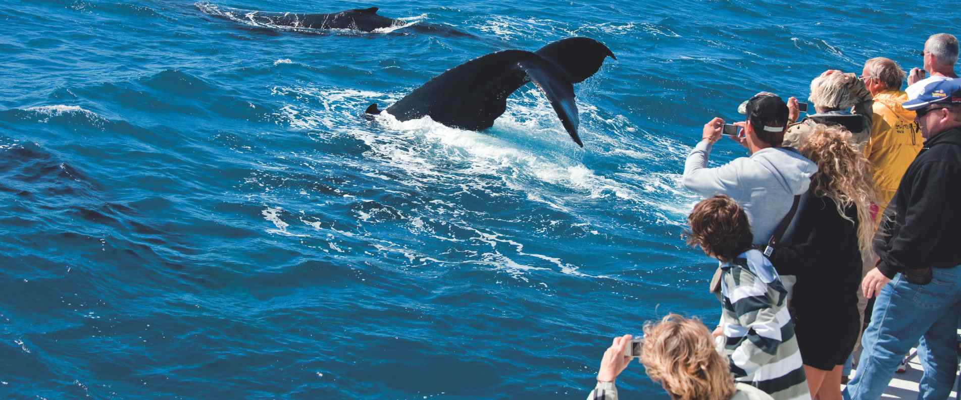 People Whale watching