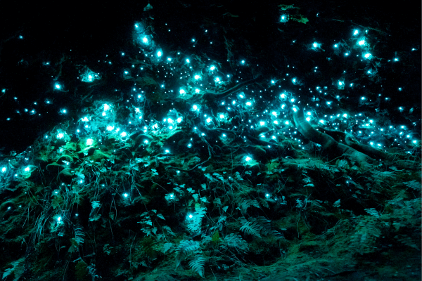 Glow Worms