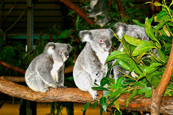 Currumbin Wildlife Sanctuary