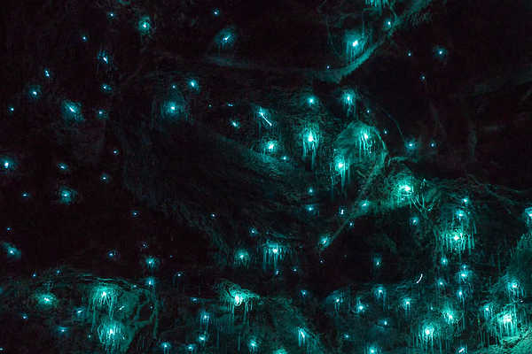 Glow Worm, Gold Coast