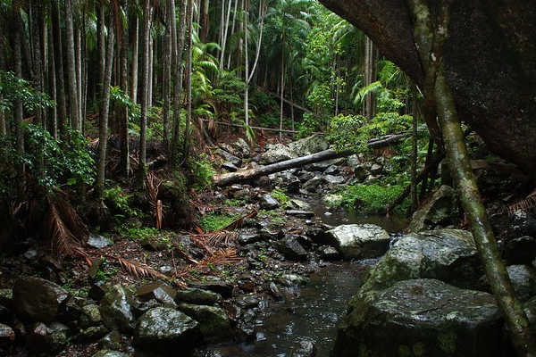 Tamborine Mountain, QLD